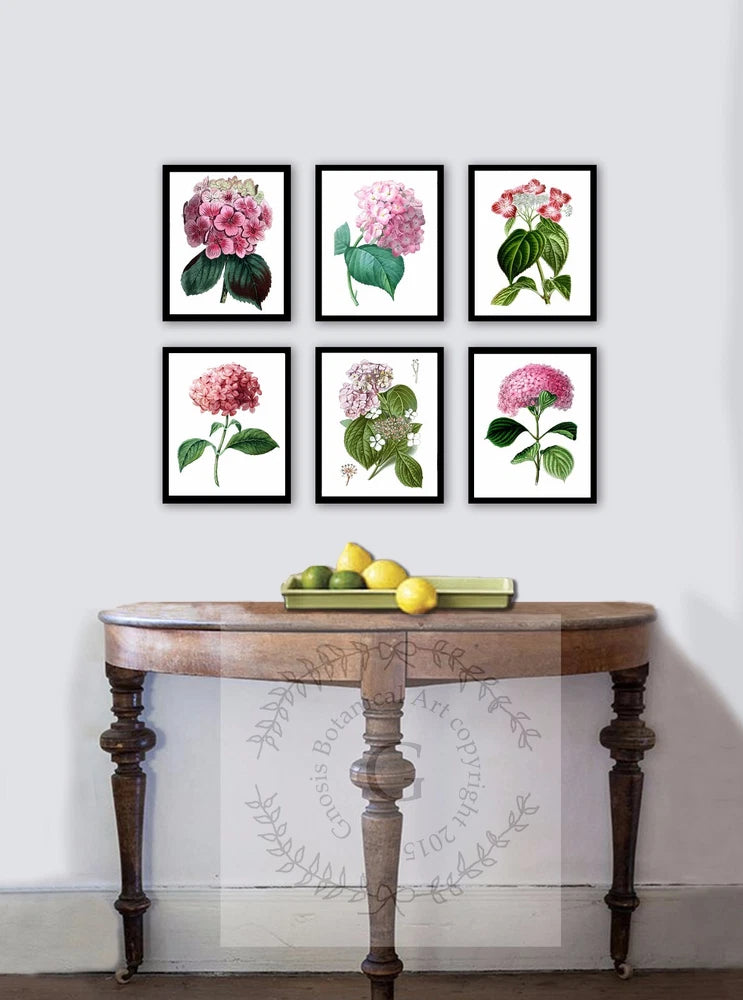 Antique Flowers set of 6 wall hanging Pink hydrangea Botanical reproduction art Hydrangea
