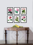 Antique Flowers set of 6 wall hanging Pink hydrangea Botanical reproduction art Hydrangea