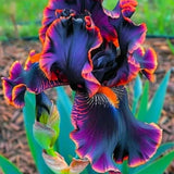35 Rare Black Bearded Iris Flower Seeds Ð Striking Garden Blooms Purple-Orange Garden Plants