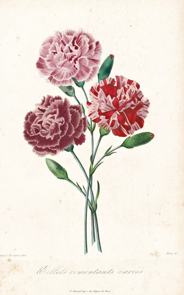 Botanical lithograph of three carnations in pink and red with green leaves