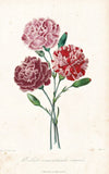 Carnation flower flower botany botany lithograph Herincq 1851 Carnation