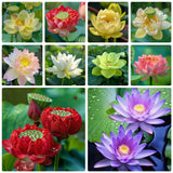 60 Pcs Mix Bonsai Bowl Lotus Seeds, Water Lilys Flower Plant, Lotus Seeds for... Flowering Plants