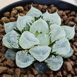 Haworthia obtusa Succulent plants potted Home Garden decoration Plants 4-5cm Garden Plants