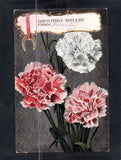 E7669 Greetings Carnation flowers from Moonta PU1910 vintage postcard Carnation