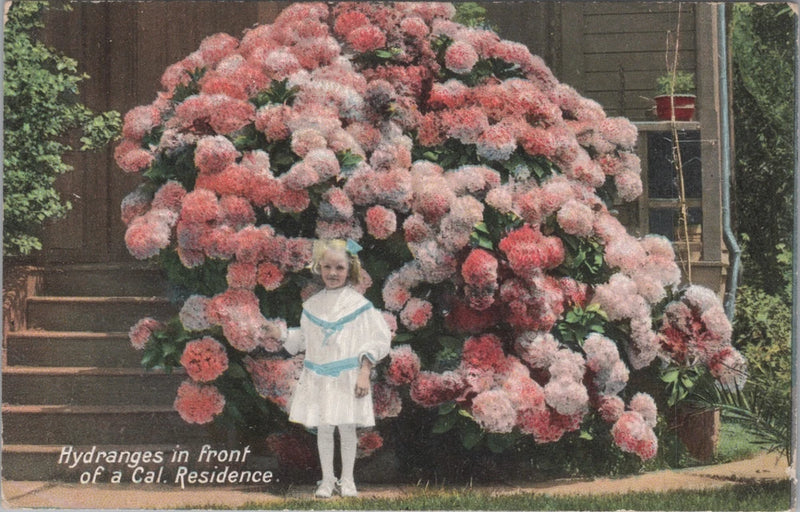 Vintage California Postcard C1920 - Hydrangeas in Front of Residence - Flowers Hydrangea