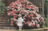 Vintage California Postcard C1920 - Hydrangeas in Front of Residence - Flowers Hydrangea