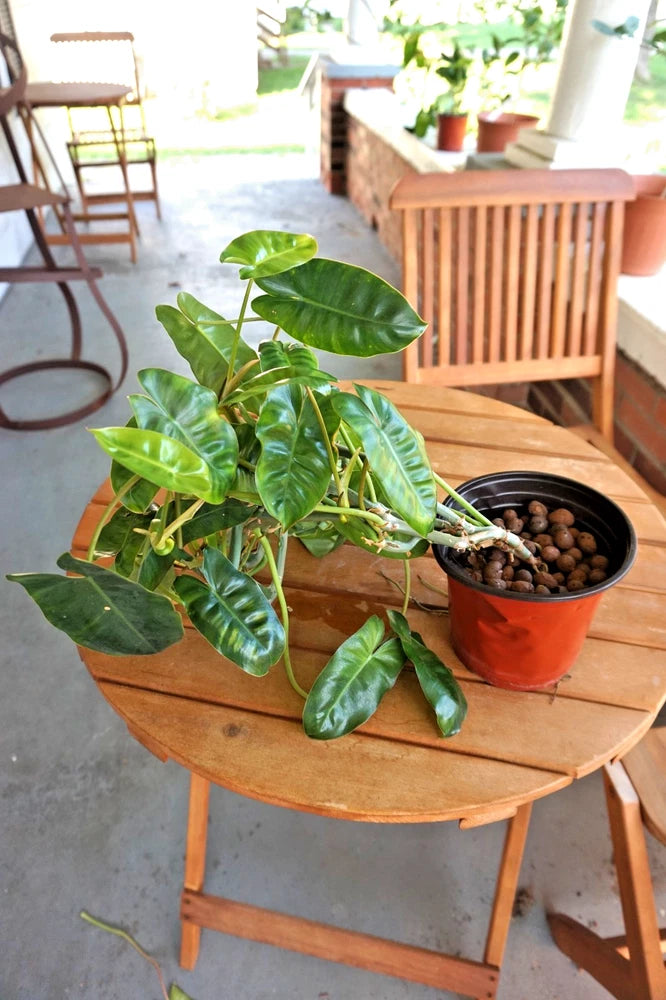 Philodendron plant with glossy green leaves in terracotta pot on wooden table