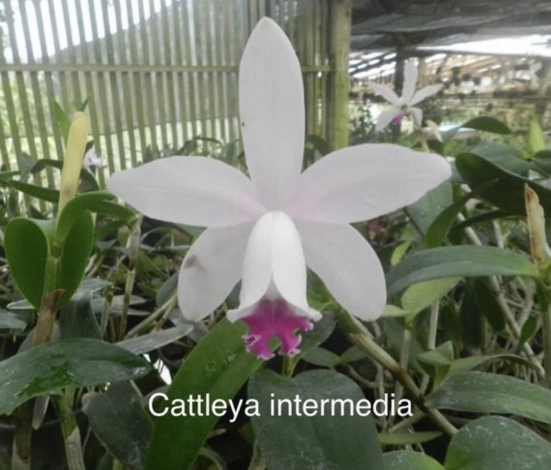 Orchid Cattleya Intermedia - bare root Orchids