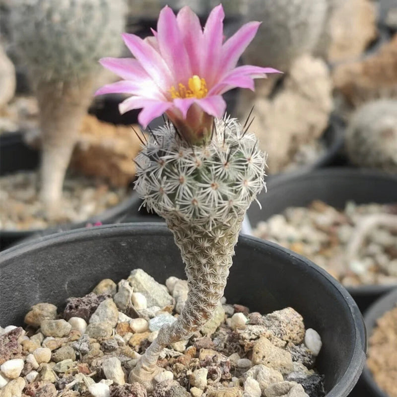 1.2CM Succulent Cactus Plant Turbinicarpus Booleanus Cactaceae Home Garden Plant Garden Plants