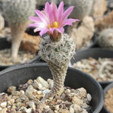 1.2CM Succulent Cactus Plant Turbinicarpus Booleanus Cactaceae Home Garden Plant Garden Plants