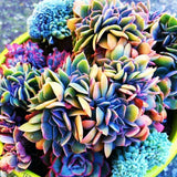 ===SUCCULENT== SS0073 Living Stones Flower Succulent Cactus Rare Succulent seeds Orchids