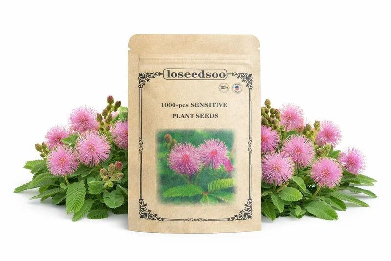 1000+ Sensitive Plant Seeds for Planting Ð Mimosa Pudica Touch Me Not Seeds Flowering Plants
