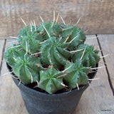 D6520 EUPHORBIA MELOFORMIS pot14-H9-W16 cm MaMa Cactus Green Plant