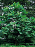 big leaf magnolia tree 12" to  30" Green Plant