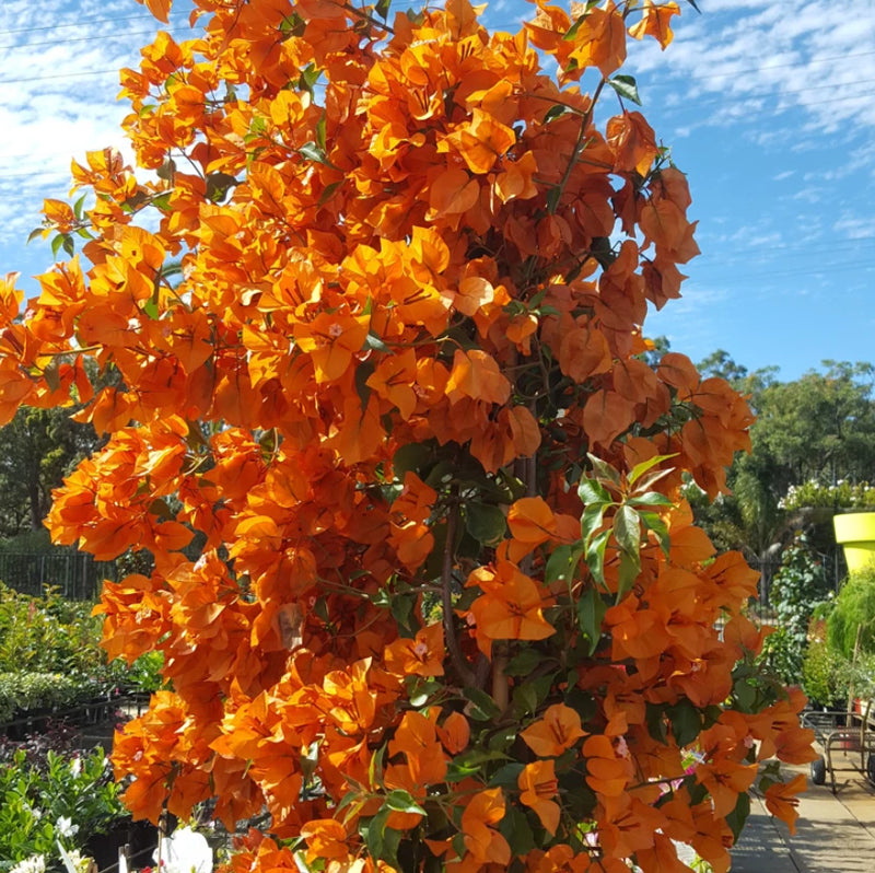 2 Fire Opal Bougainvillea Plants Live, 3Ð6" Tall, Tropical Garden, Ships No Pot Flowering Plants