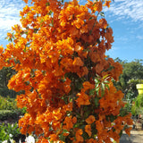 2 Fire Opal Bougainvillea Plants Live, 3Ð6" Tall, Tropical Garden, Ships No Pot Flowering Plants