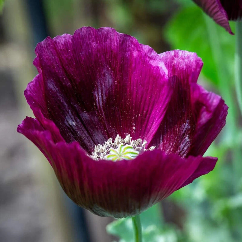 Purple velvet garden poppy flower with white speckled center