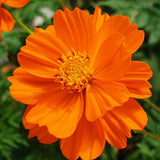 Orange Cosmos Seeds (Cosmos sulphureus) ~Dye Plant Wildflower Pollinator Garden Garden Plants