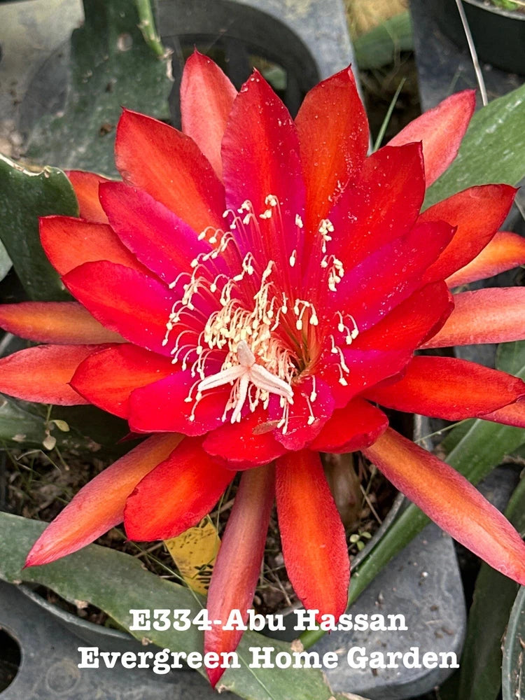 Red epiphyllum orchid cactus with large blooming flower, growing in small starter pot