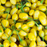 25+ Cumari do Para Hot Pepper Seeds for Garden Planting - USA - FREE SHIPPING! Garden Plants