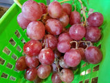 10 Seeds of Delicious Red Globe Sweet Table Grape Seeds E69.5 Garden Plants