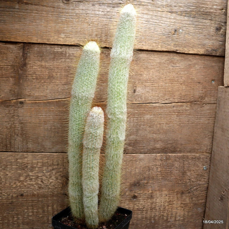 Tall green column cactus with fuzzy texture in small black pot