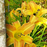 5 RARE CHINA DAYLILY SEEDS - Hemerocallis 'Rare China' Garden Plants