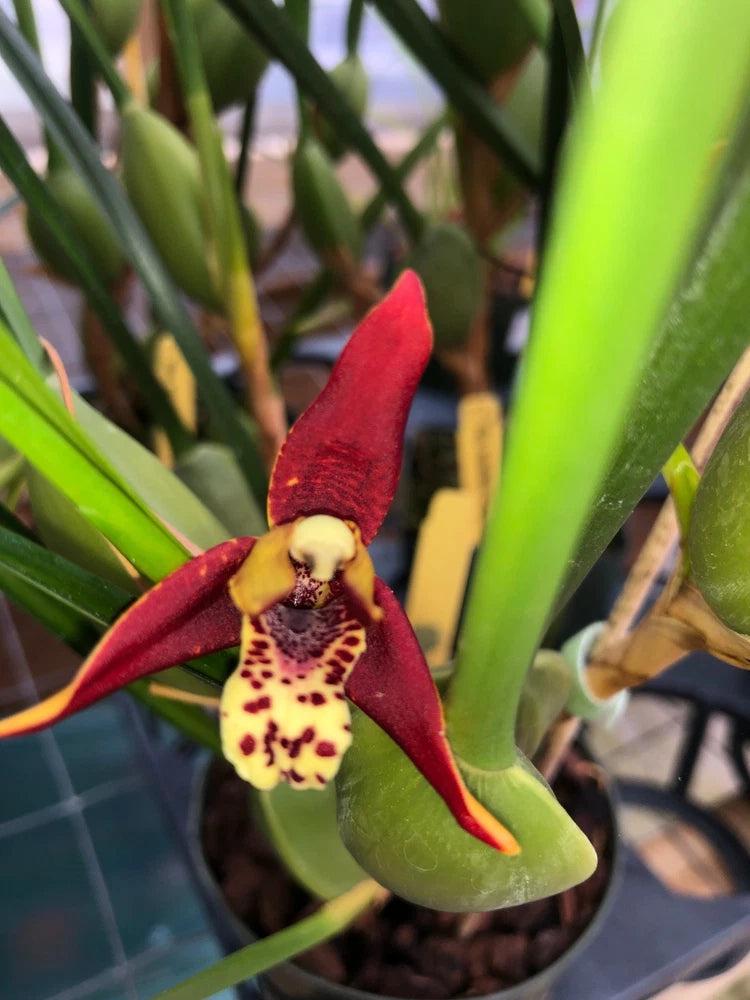 (757-1 ) Max.Tenuifolia  Yellow  Yamada   'W' AM/AOS  coconut fragrant  MS Orchids