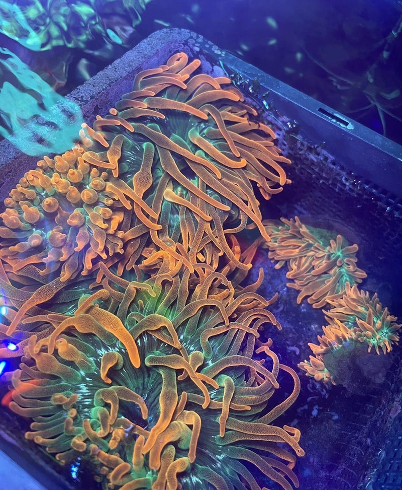 Rainbow Bubble Tip Anenome. Live Coral.  3Ó to Ò5 inches. Read Description. Sale Anemone