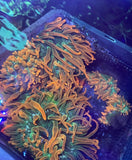 Rainbow Bubble Tip Anenome. Live Coral.  3Ó to Ò5 inches. Read Description. Sale Anemone