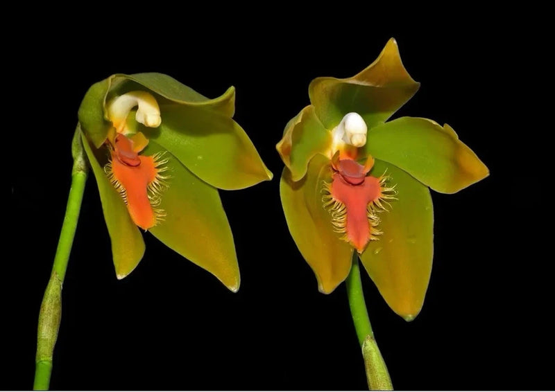 Tall orchid flowers with green petals and orange-red centers