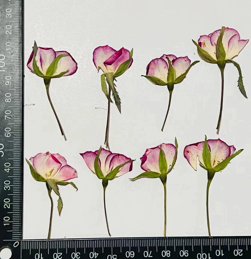 Set of dried rose flower heads in pink and white with green leaves on stems