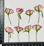 12PCS Side Pressed Dried Pink/White Rose flower Head with Leaves Stem FFT01 Dried Flower