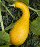 SQUASH SEEDS 30+ GOLDEN CROOKNECK YELLOW summer GARDEN Vegetables FREE SHIPPING Garden Plants