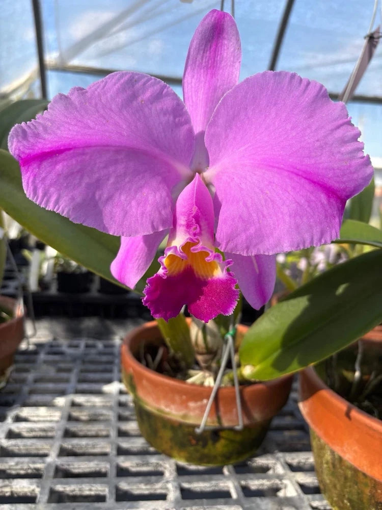 Purple Cattleya orchid flower with ruffled petals and yellow center in pot