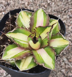 Rare Cacti Agave titanota FO076 Yellow mediopicta Random Boutique Garden Decor Garden Plants