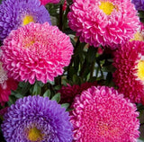 ASTER FLOWER SEEDS 600+ POWDER PUFF CHINA MIX colorful ANNUAL cut flower GARDEN Garden Plants