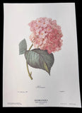 Pierre Joseph Redoute Flower Hydrangea Hortensia Botanical Art Book Plate 56 Hydrangea