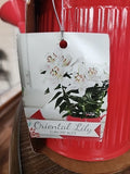 2 Oriental Lilly Muscadet Bulbs Bulb Kit With Watering Can Planter Garden Plants