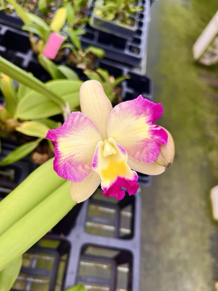 Colorful orchid bloom with pink and cream petals and a yellow center, on green leaves