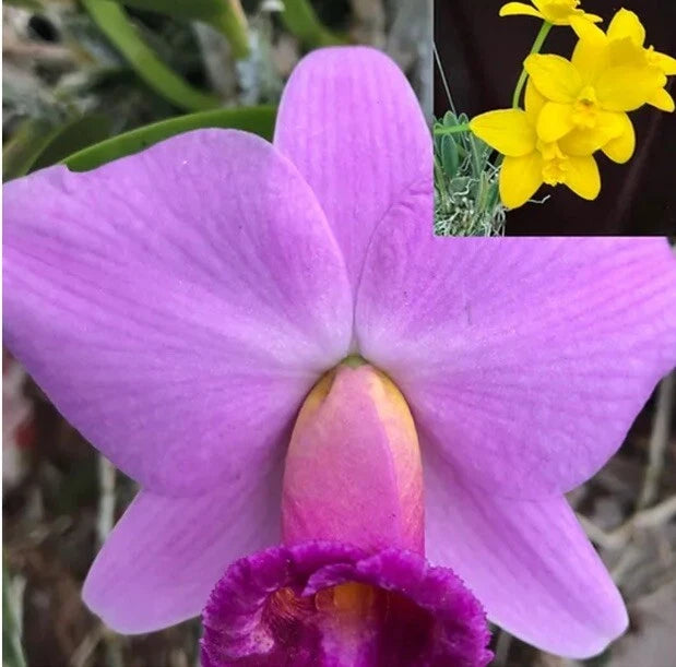 Purple orchid flower with five petals and a textured central lip