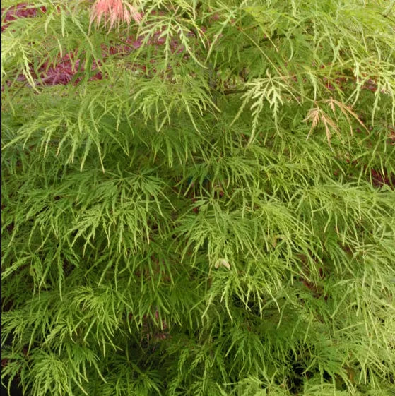 Green Japanese maple tree with finely divided lacy foliage