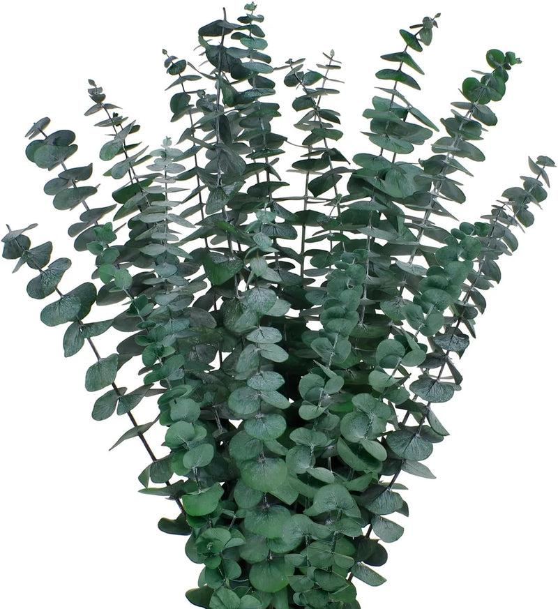 Tallos de eucalipto secos de 43 cm (17"), planta de eucalipto real preservada Dried Flower