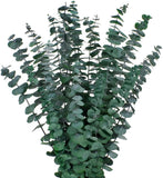 Tallos de eucalipto secos de 43 cm (17"), planta de eucalipto real preservada Dried Flower