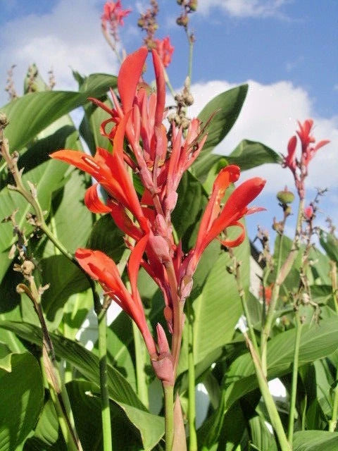 20 COMMON RED FLOWERED GREEN LEAVED CANNA SEEDS Garden Plants