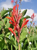 20 COMMON RED FLOWERED GREEN LEAVED CANNA SEEDS Garden Plants