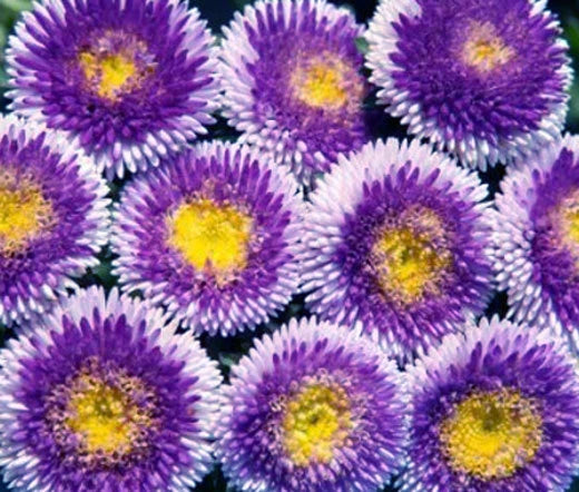ASTER POMPON BLUE MOON Callistephus Chinensis -200 Bulk Seeds Garden Plants