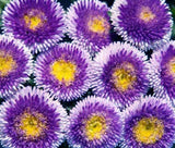 ASTER POMPON BLUE MOON Callistephus Chinensis -200 Bulk Seeds Garden Plants