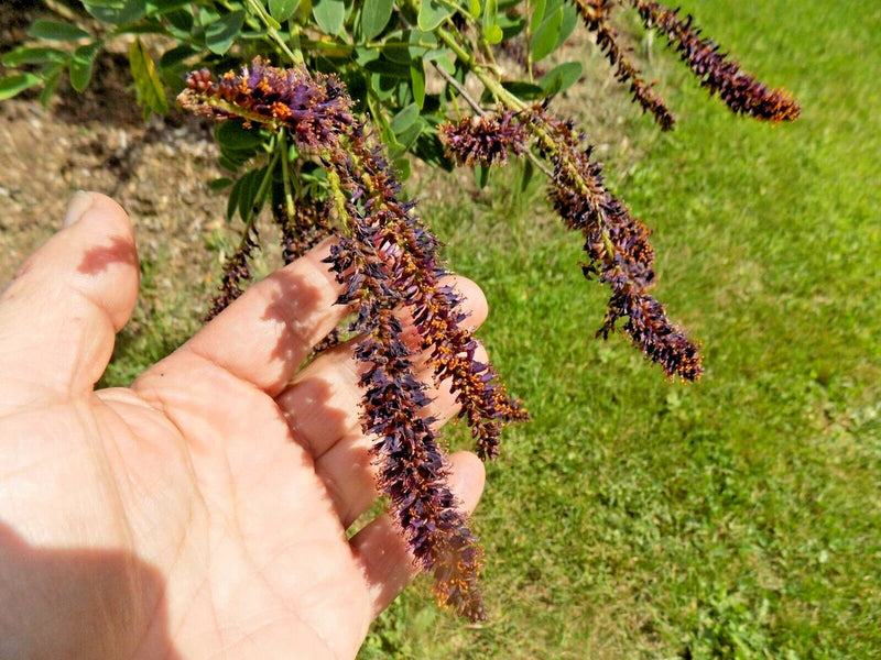 30 FALSE INDIGO BUSH SEEDS - Amorpha fruticosa Garden Plants