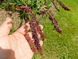 30 FALSE INDIGO BUSH SEEDS - Amorpha fruticosa Garden Plants